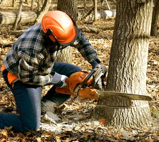 Tree Removal in Walpole, ME
